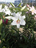 [1868 RobinVanGalen Mak No02.JPG]